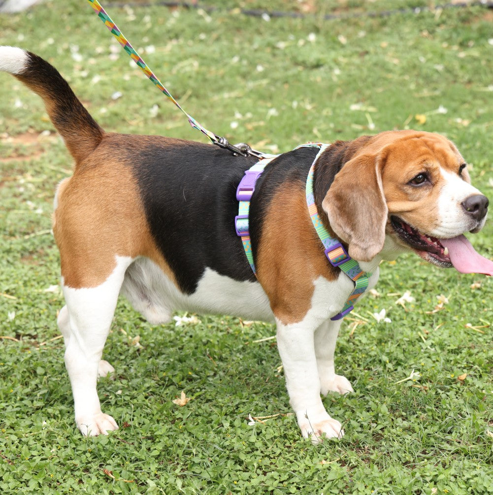 Hound Best Collar For Beagles Buy Harness Body Belt For Dog Online