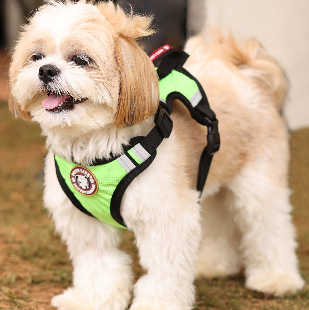 Small Dog Puppy Body Belt Buy Harness Body Belt For Dog Online
