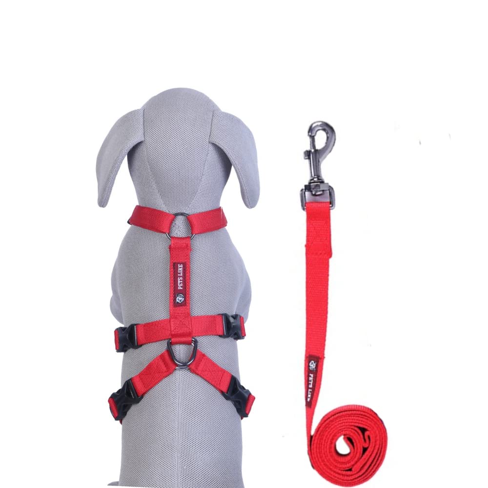 Dog Combo on Leash with Double H Harness –
